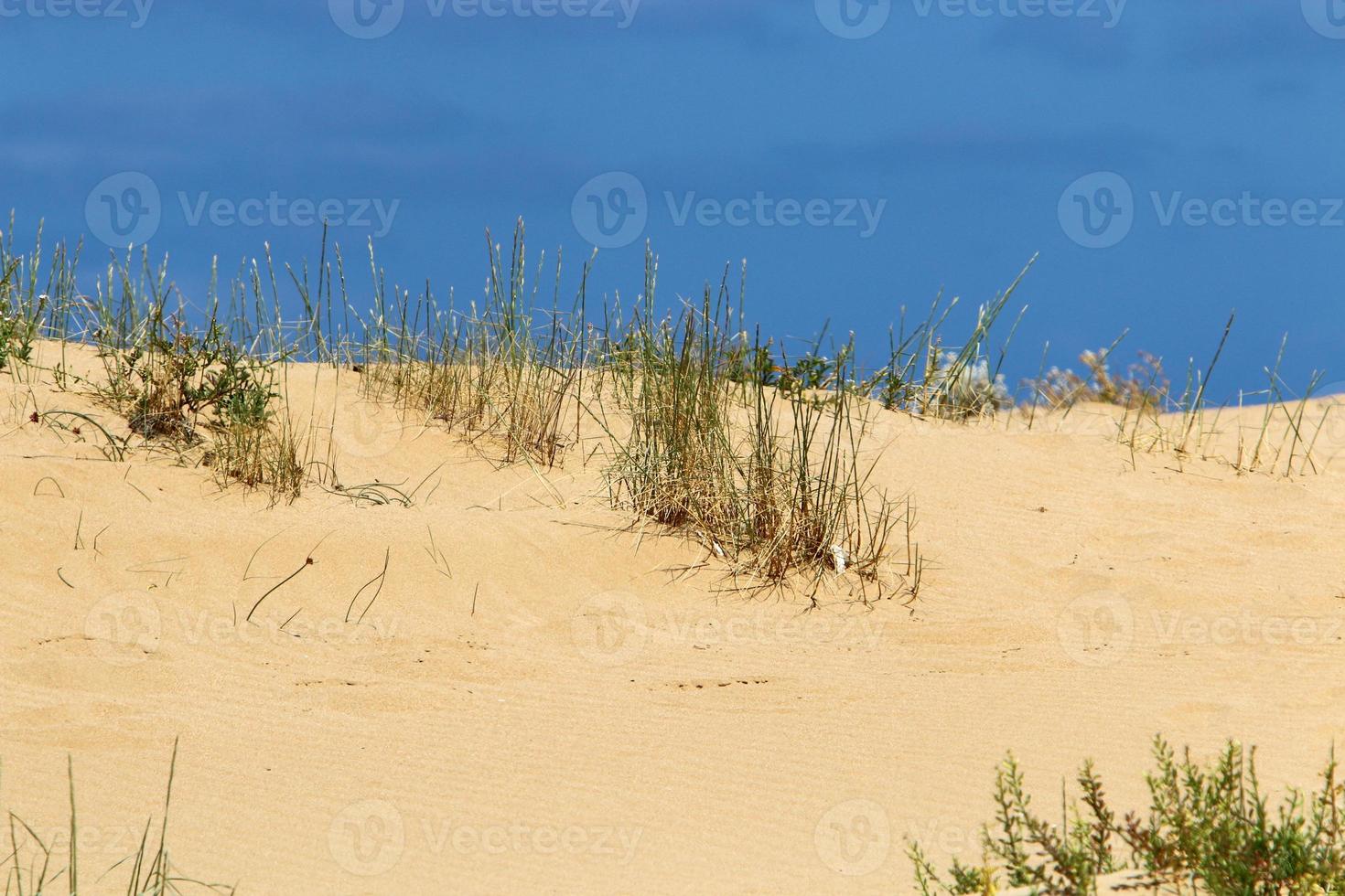 Green plants and flowers grow on the sand in the desert. photo