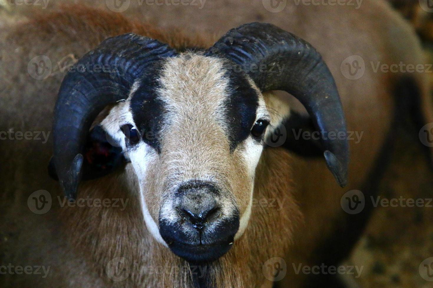 Goats live in a nature reserve in the Negev desert. photo