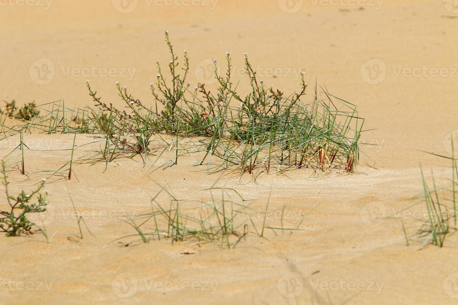 Green plants and flowers grow on the sand in the desert. photo