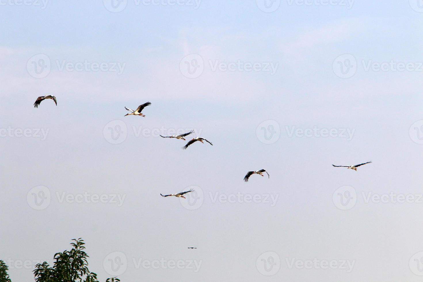 Birds in the sky over the Mediterranean Sea. photo