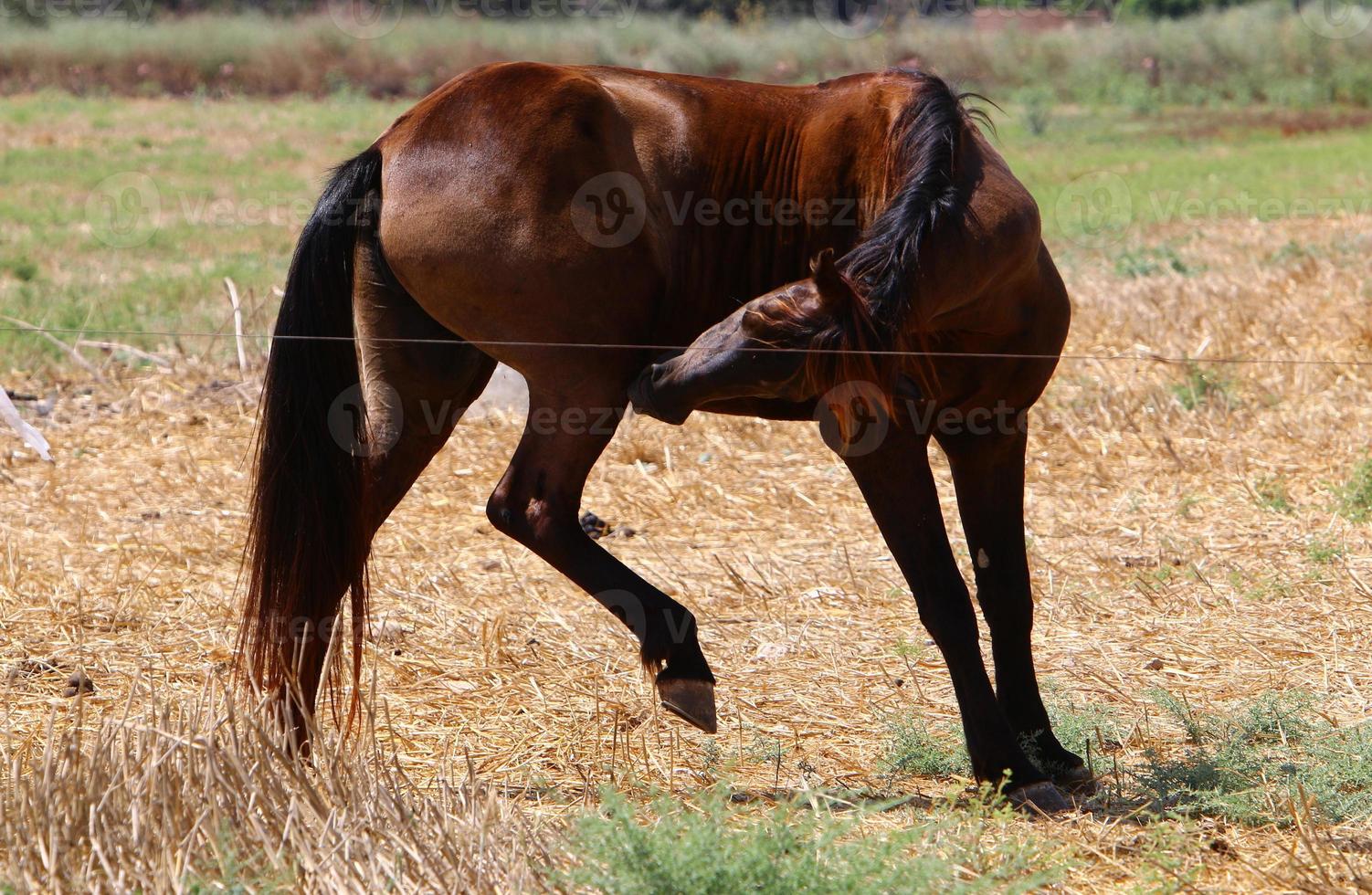 Domestic horses at a stable in Israel. photo