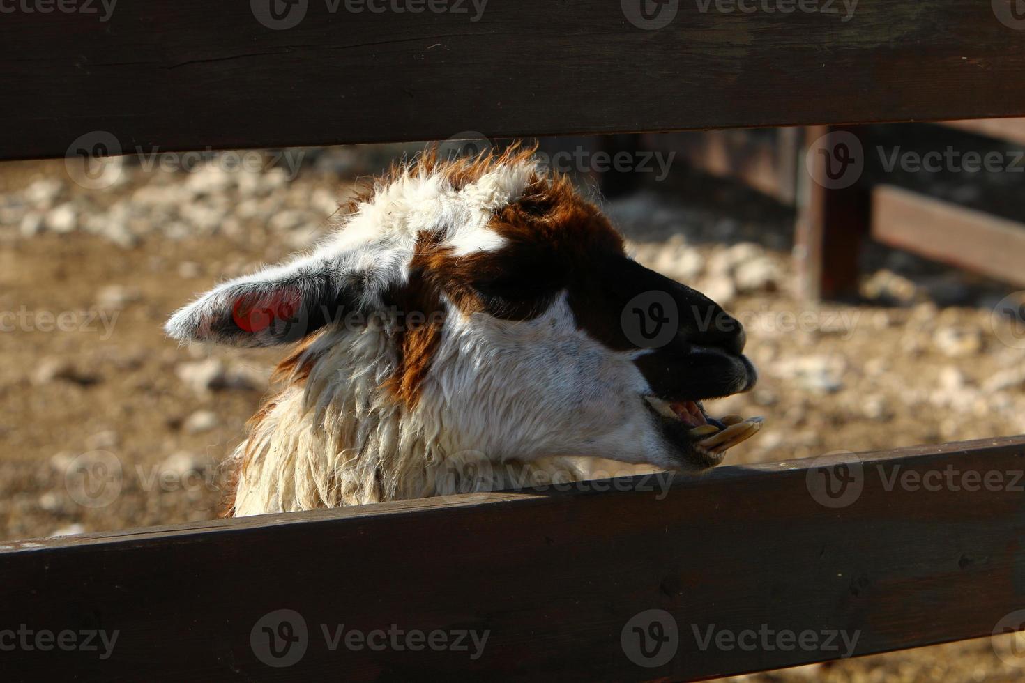 Alpacas on a farm in the Negev desert. photo