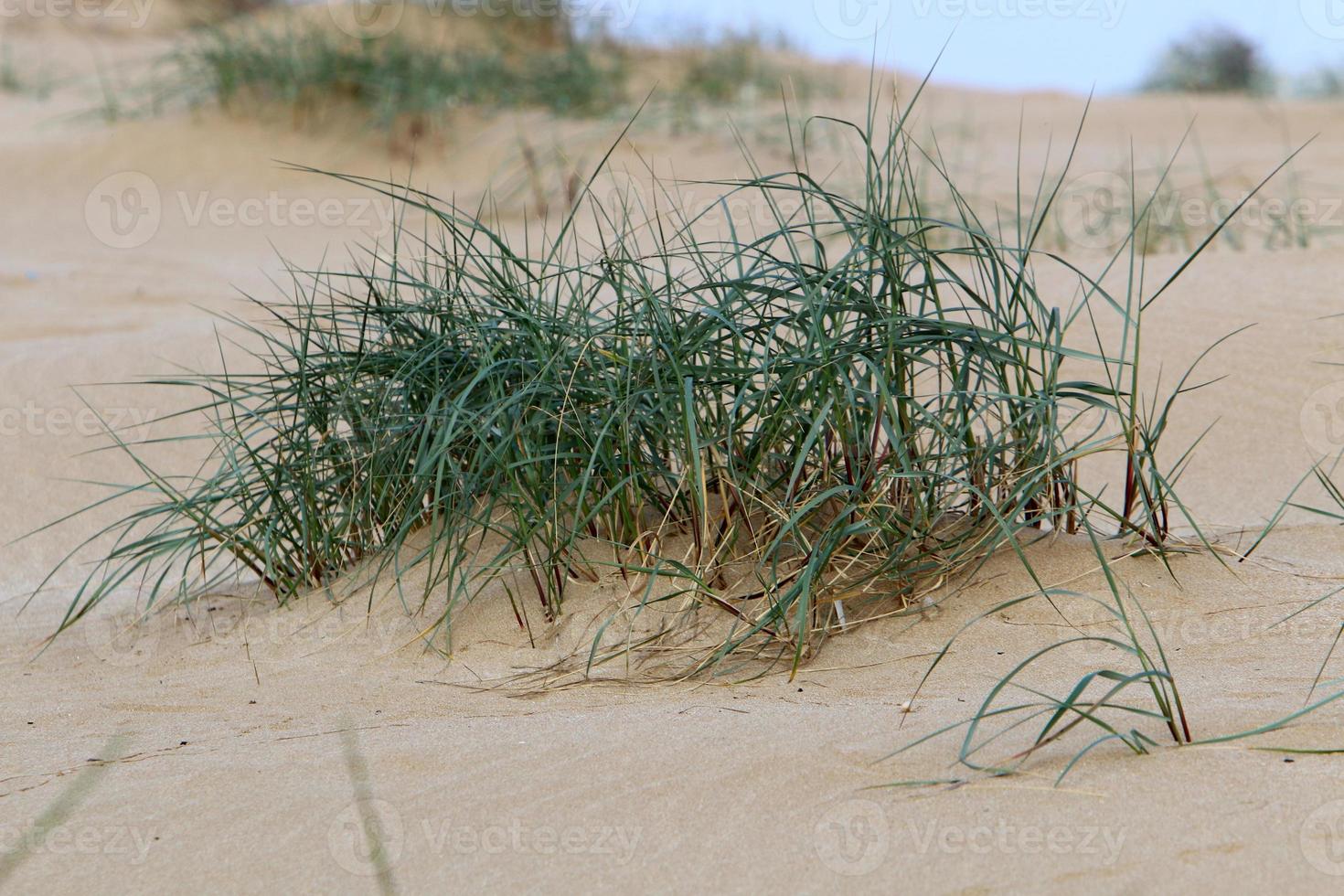 Green plants and flowers grow on the sand in the desert. photo