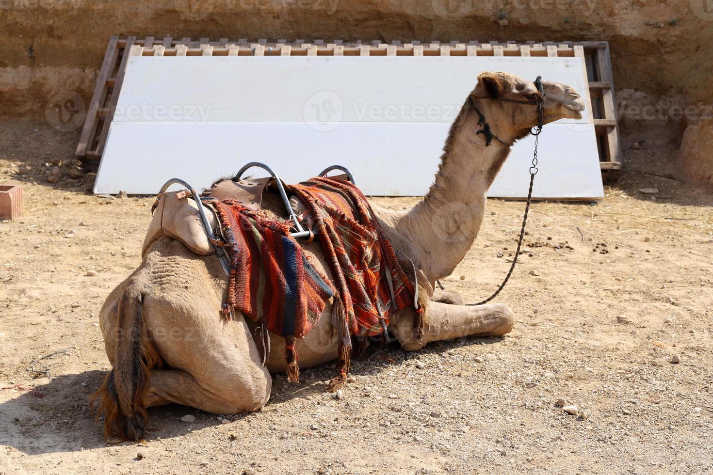 un camello jorobado vive en un zoológico en israel. foto