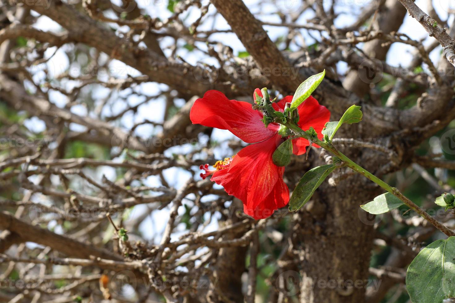 Summer flowers in a city park in northern Israel. photo