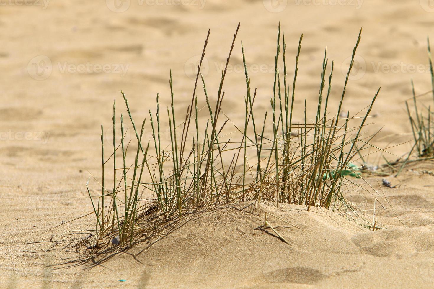 Green plants and flowers grow on the sand in the desert. photo