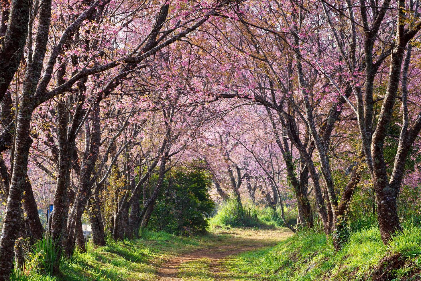 pink sakura blossoms on dirt road in thailand photo