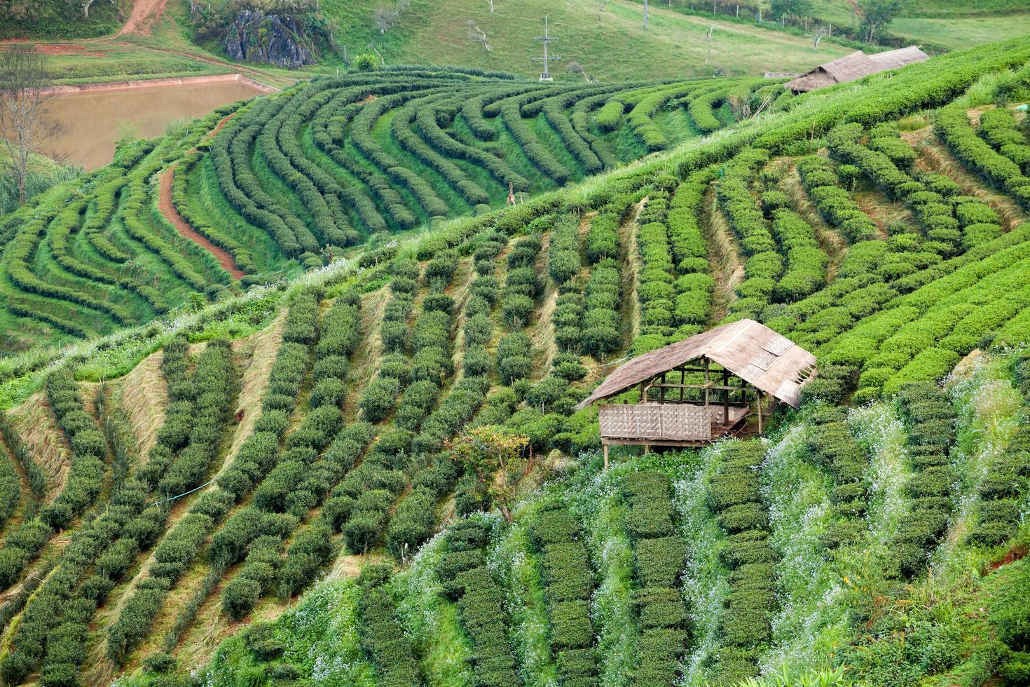 Tea plantation in the Doi Ang Khang, Chiang Mai, Thailand photo