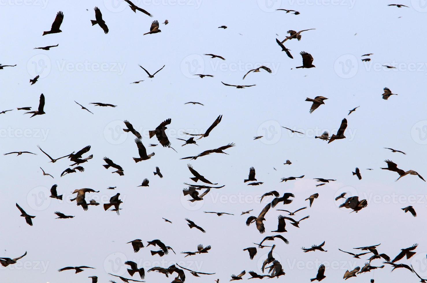 pájaros en el cielo sobre el mar mediterráneo. foto