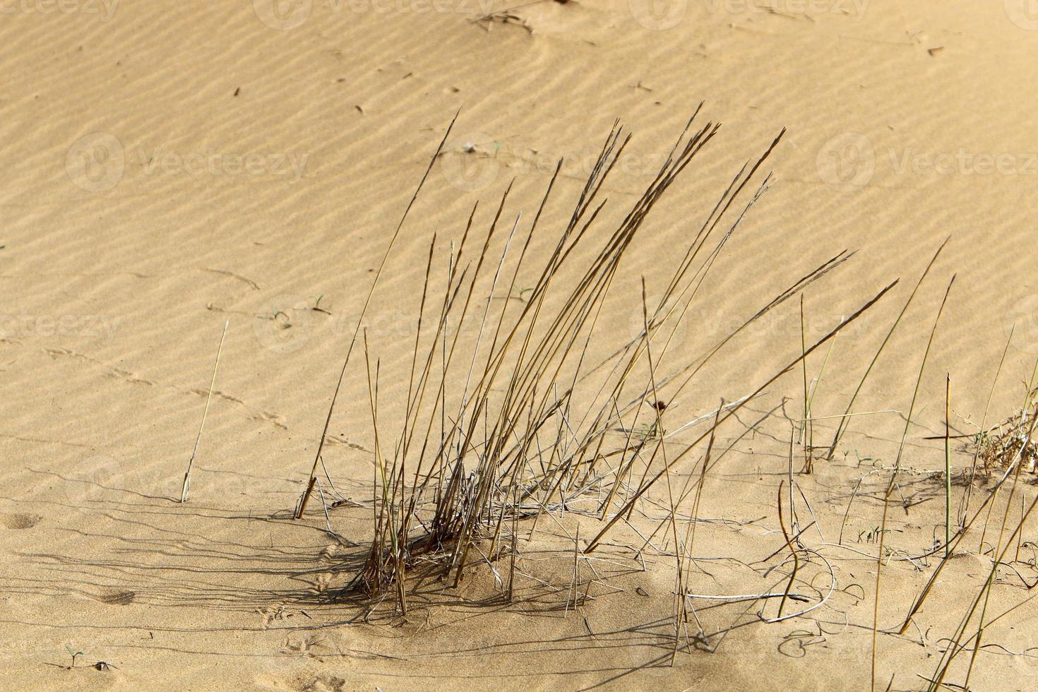 Green plants and flowers grow on the sand in the desert. photo