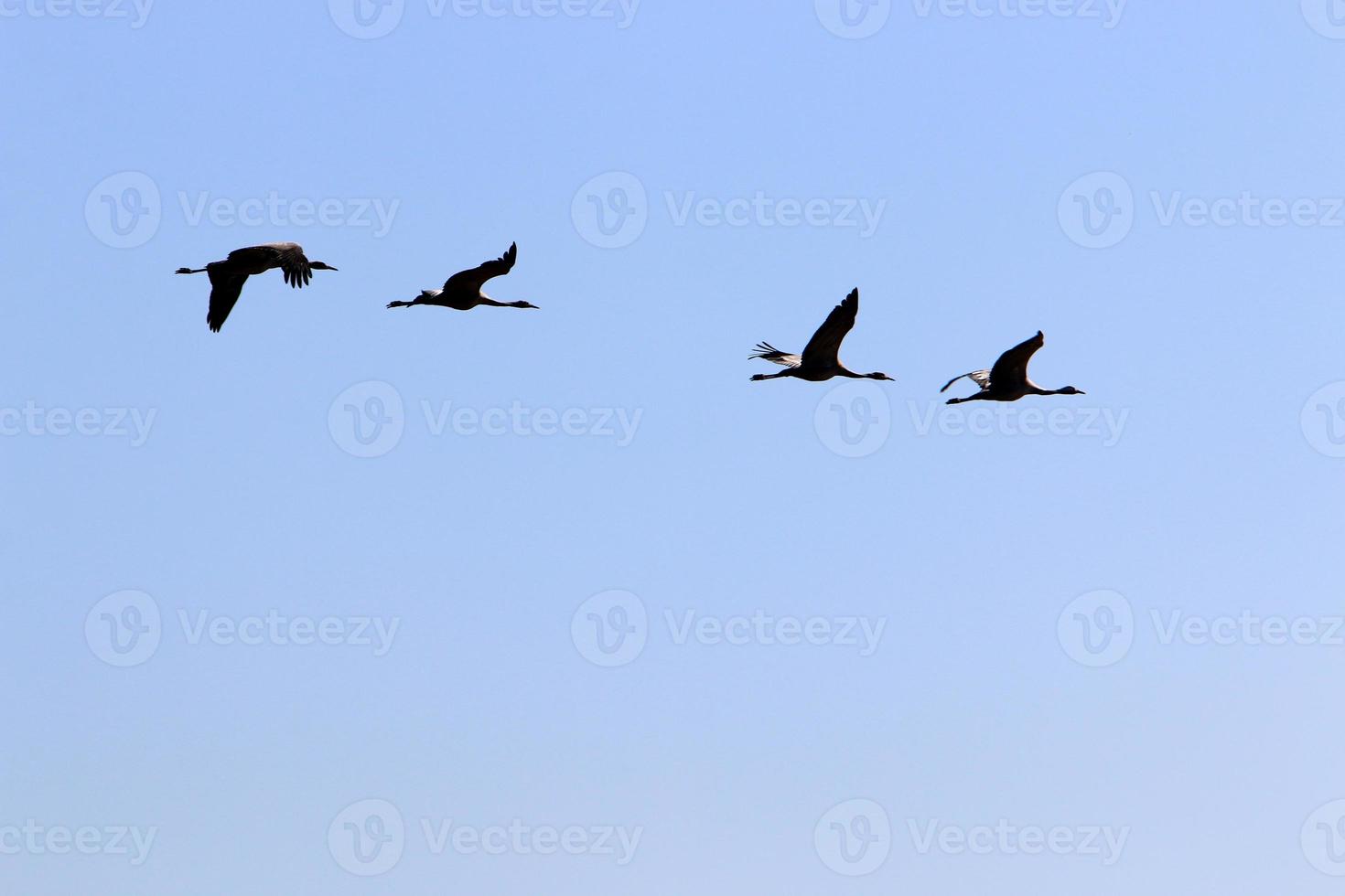 A flock of cranes in northern Israel. photo