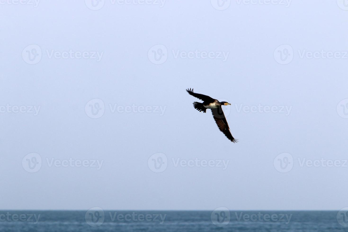 Birds in the sky over the Mediterranean Sea. photo