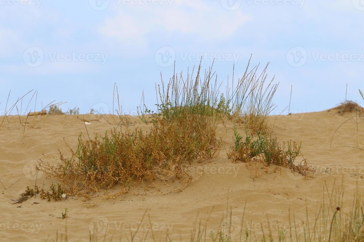 Green plants and flowers grow on the sand in the desert. photo