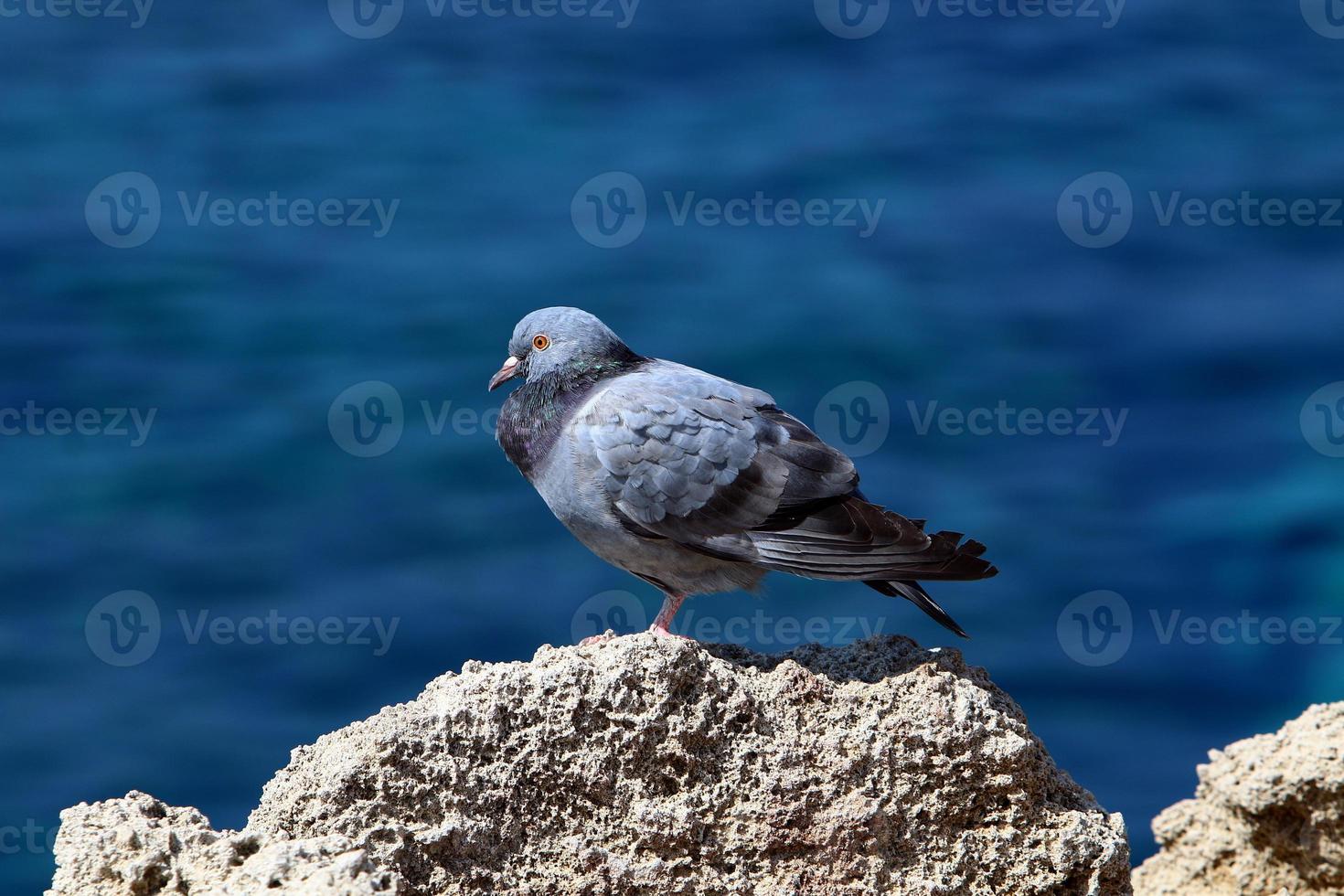 Wild pigeons in a city park in Israel. photo