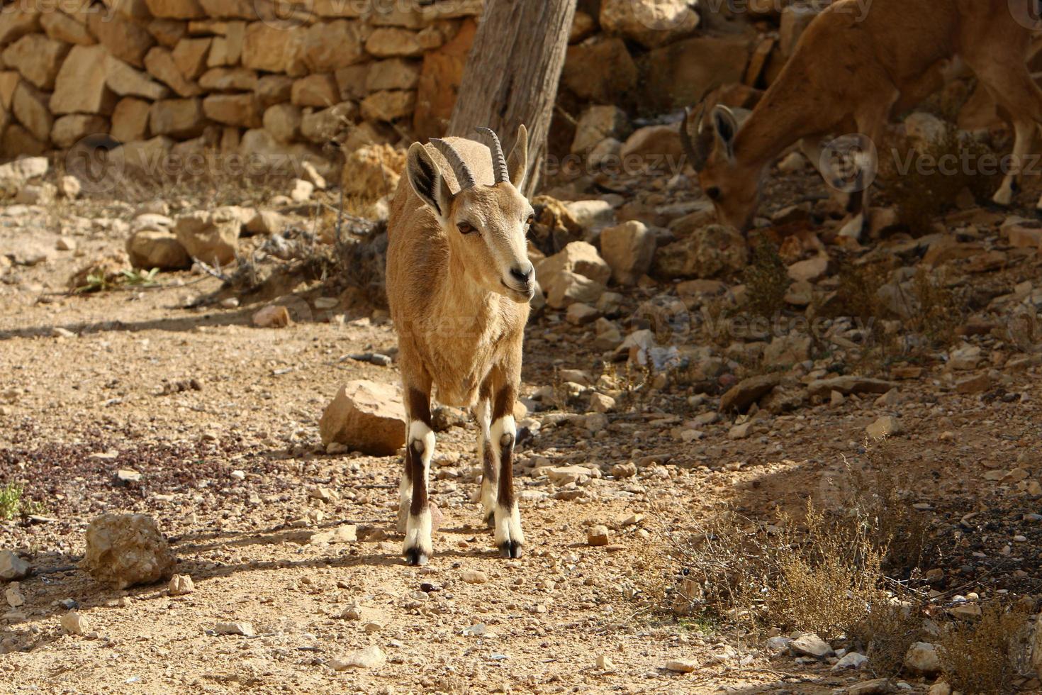 Goats live in a nature reserve in the Negev desert. photo