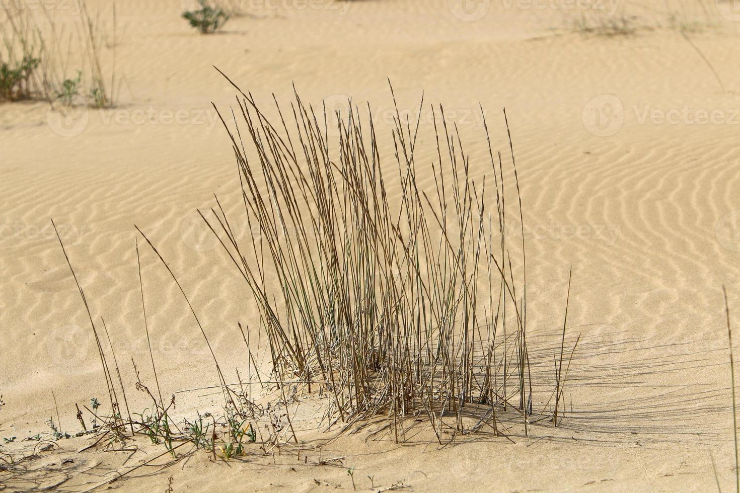 Green plants and flowers grow on the sand in the desert. photo