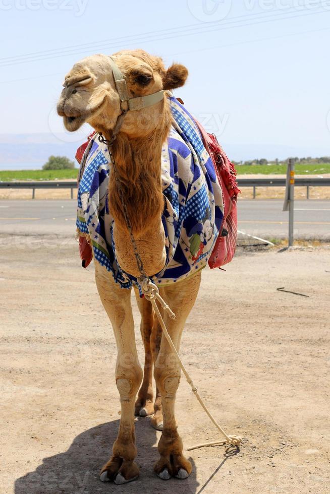 A humped camel lives in a zoo in Israel. photo