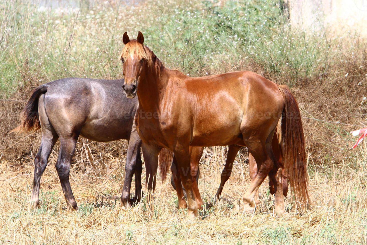 Domestic horses at a stable in Israel. photo
