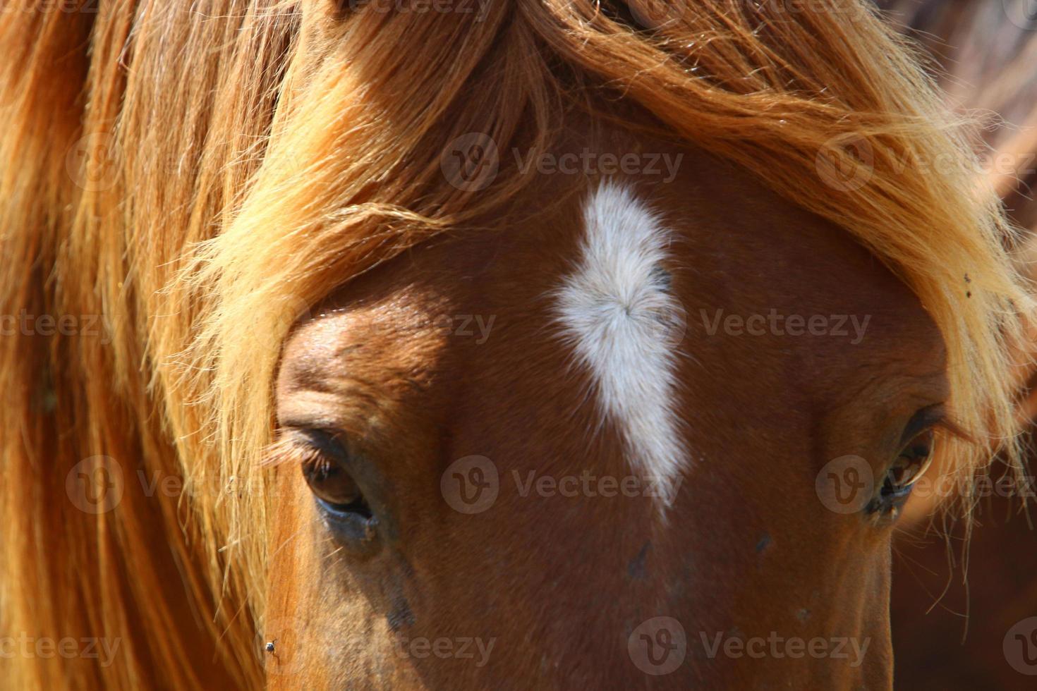 Domestic horses at a stable in Israel. photo