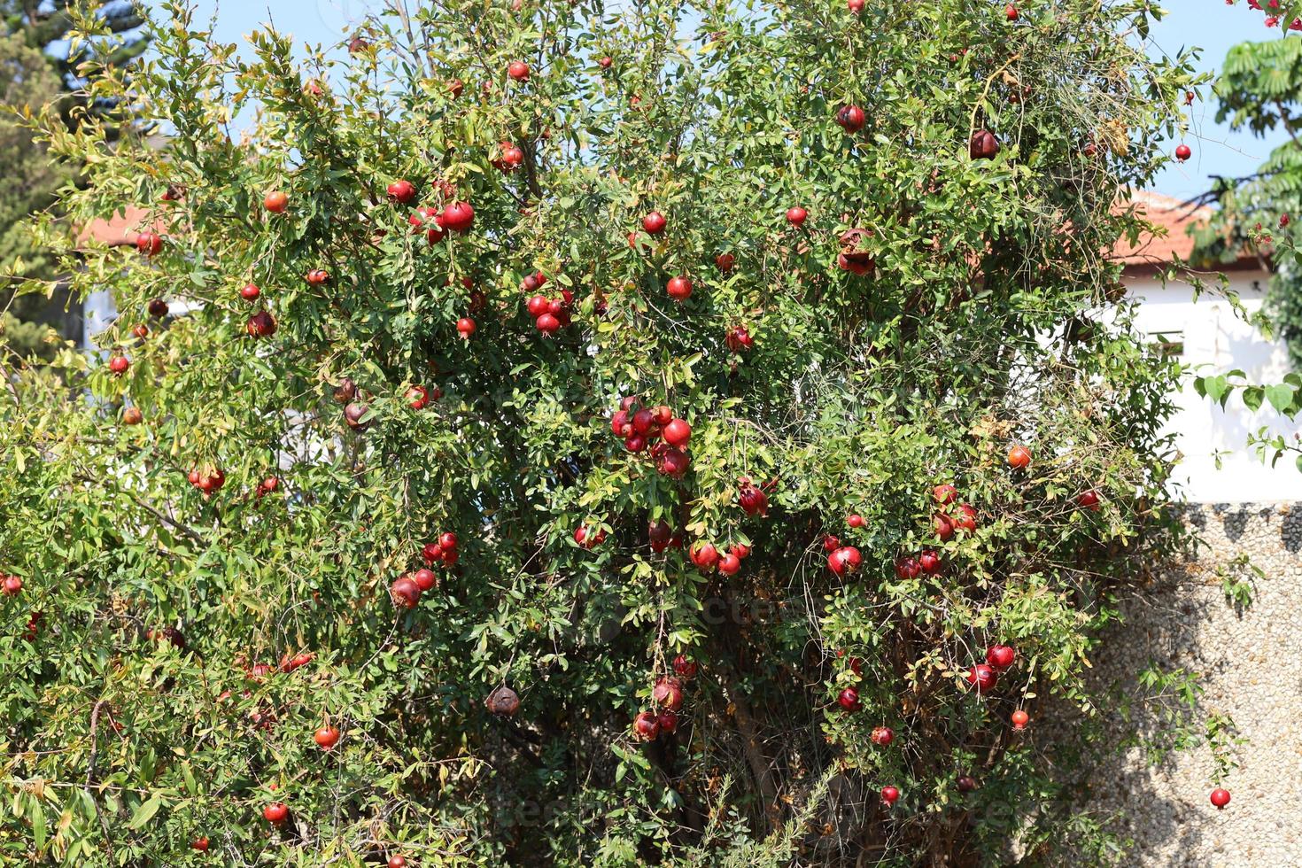 Pomegranates on a tree in a city park. photo