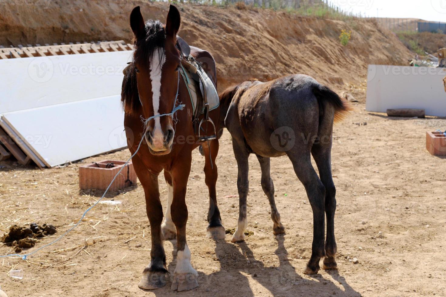 Domestic horses at a stable in Israel. photo