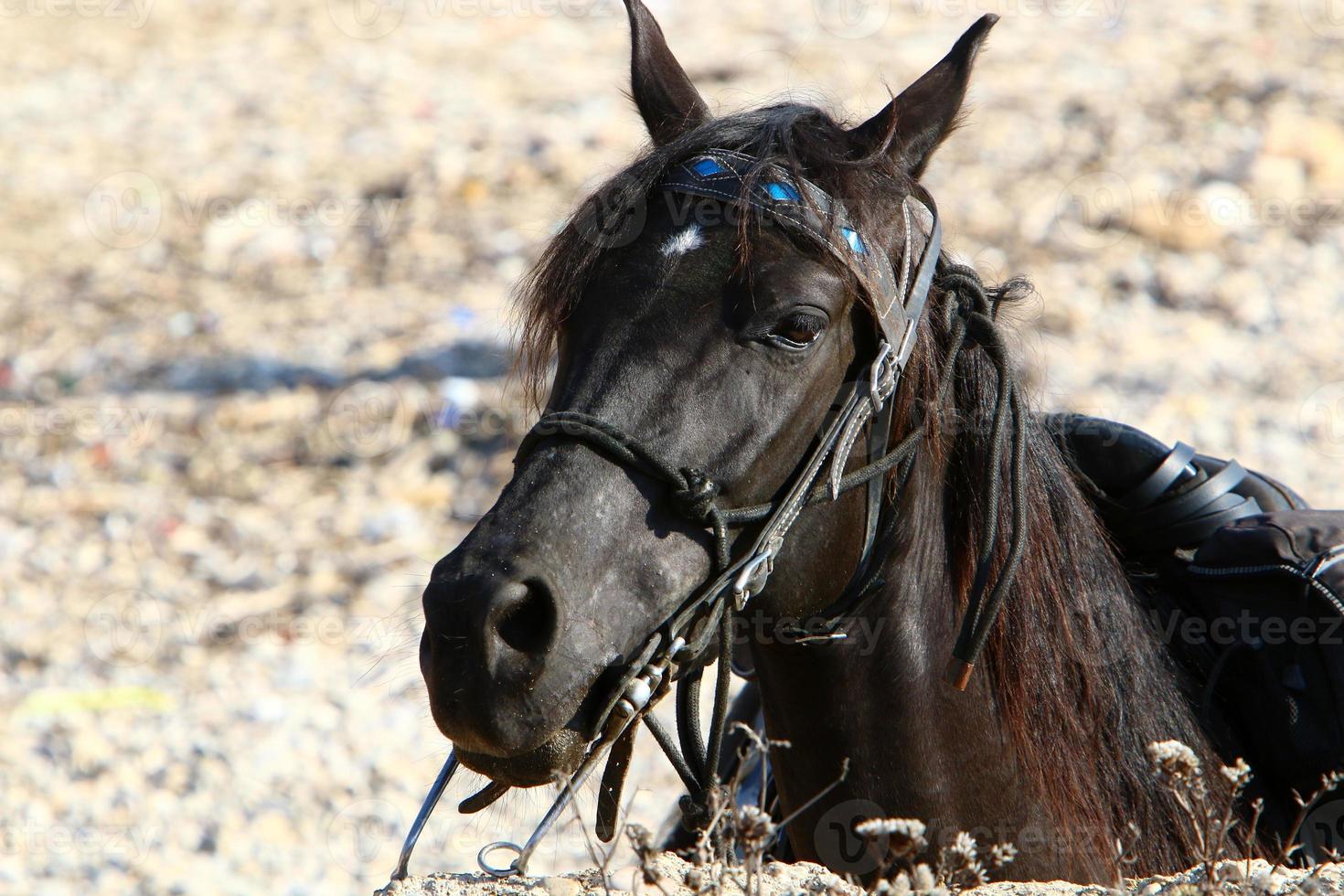 Domestic horses at a stable in Israel. photo