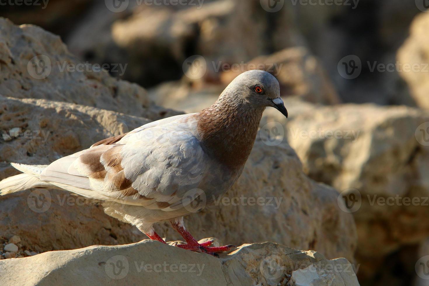 Wild pigeons in a city park in Israel. photo