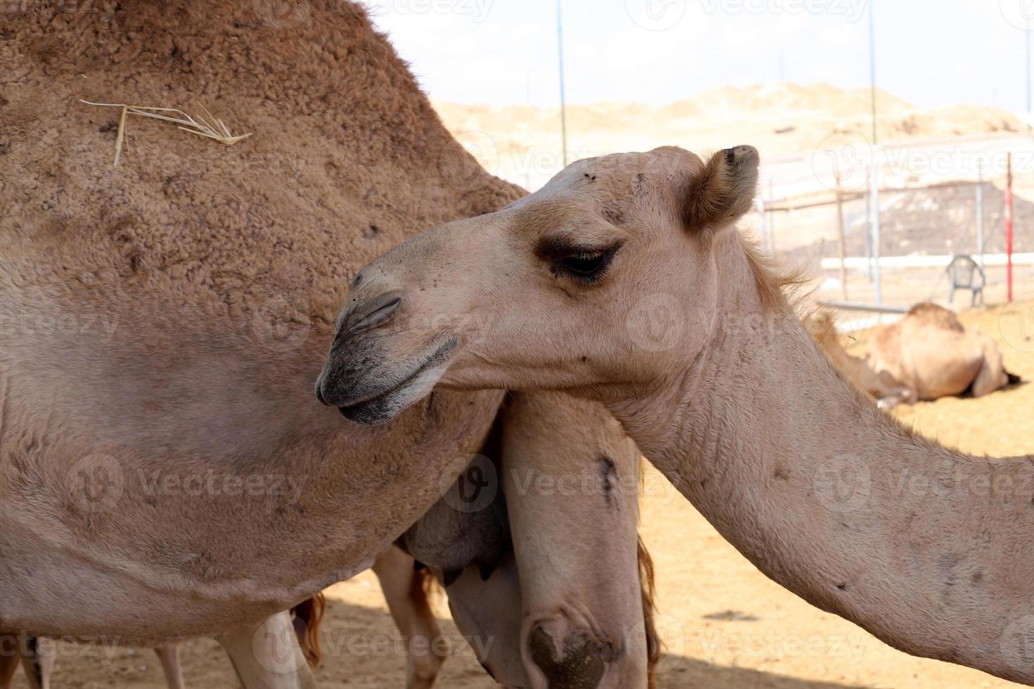 un camello jorobado vive en un zoológico en israel. foto