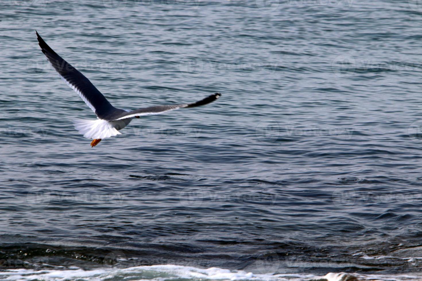 Birds in the sky over the Mediterranean Sea. photo