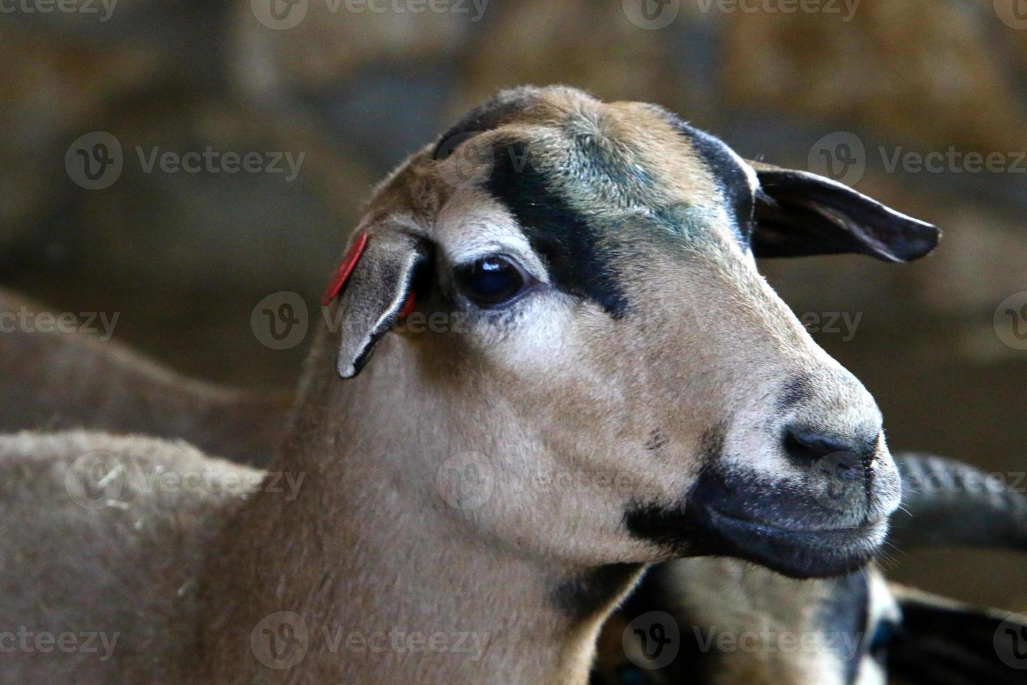 Goats live in a nature reserve in the Negev desert. photo