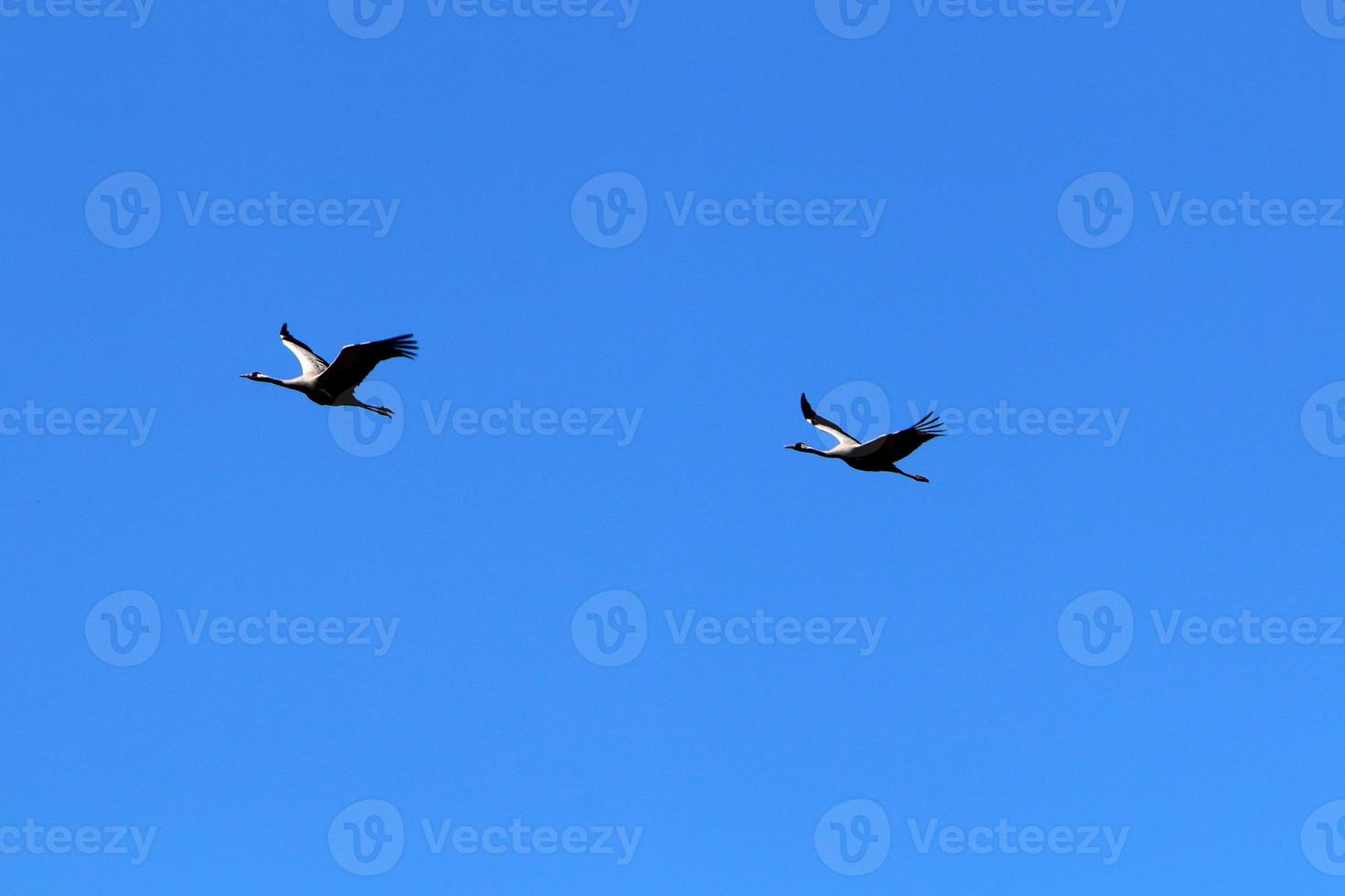 A flock of cranes in northern Israel. photo