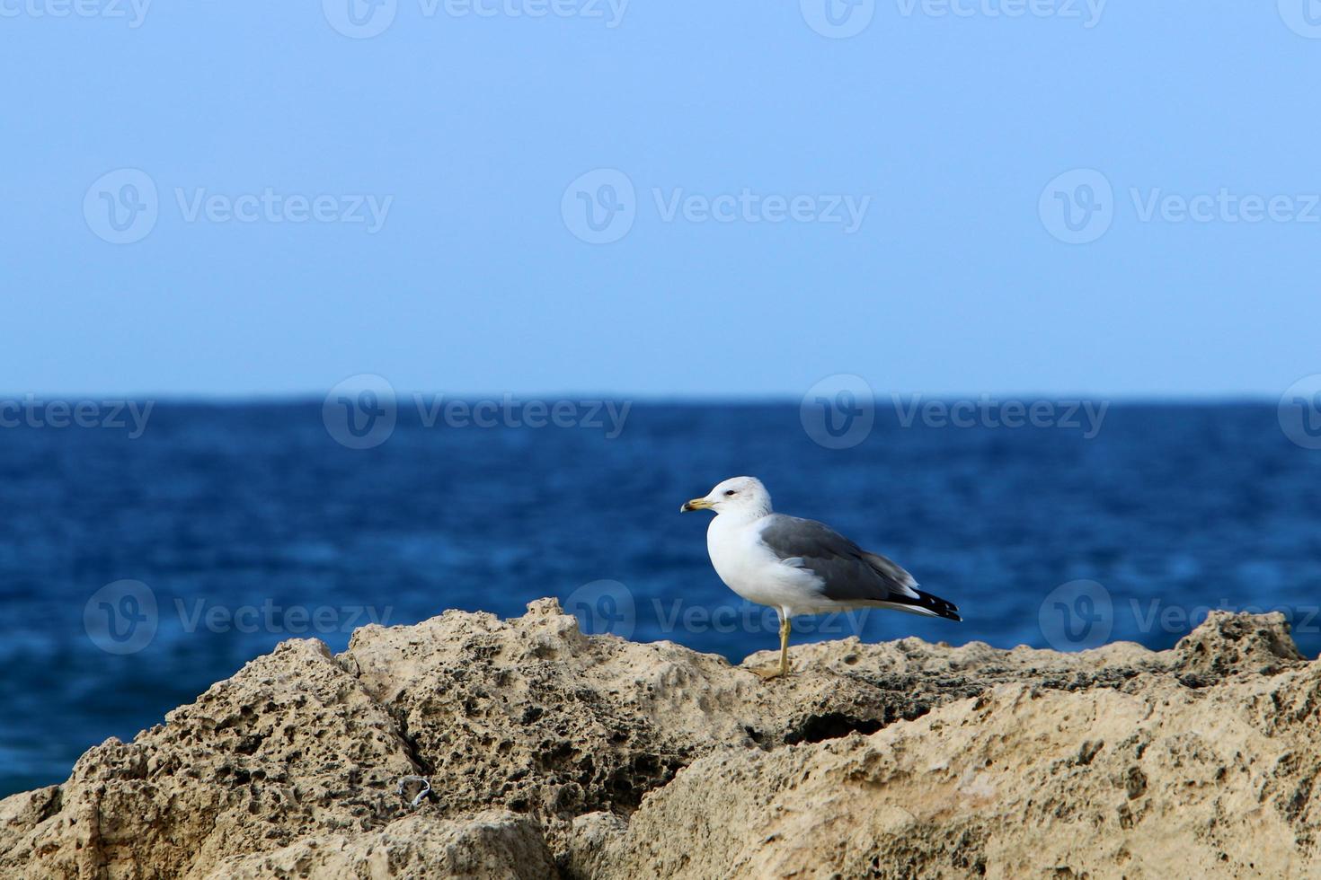 A seagull sits on the shore of the Mediterranean Sea. photo