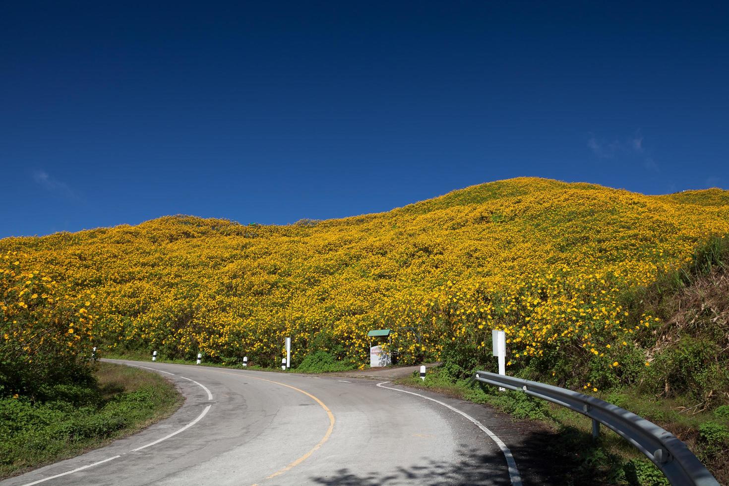 Road to Mexican sunflower weed photo