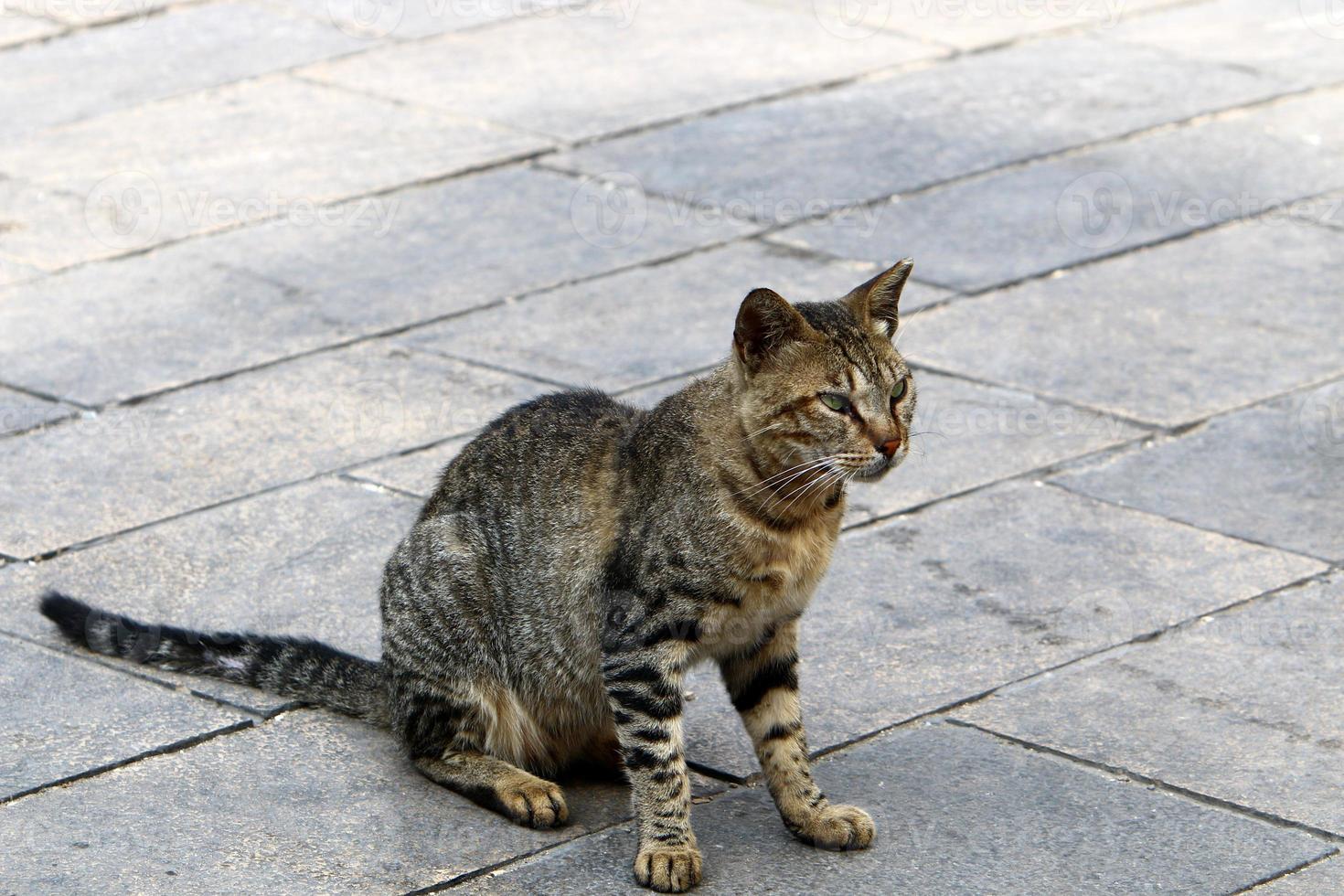 The domestic cat is a mammal of the cat family of the carnivora order. photo