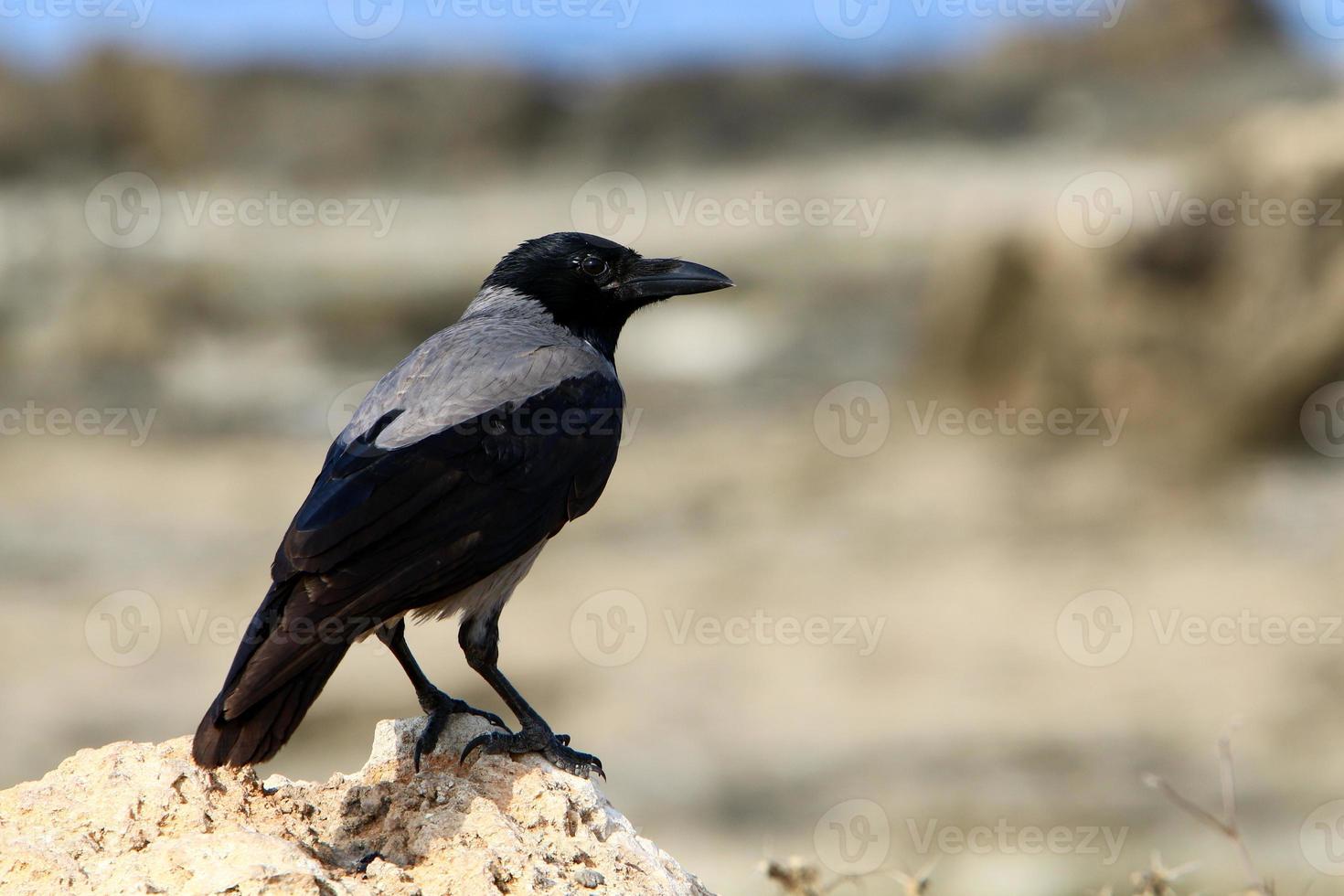 A gray crow sits in a city park in Israel. photo