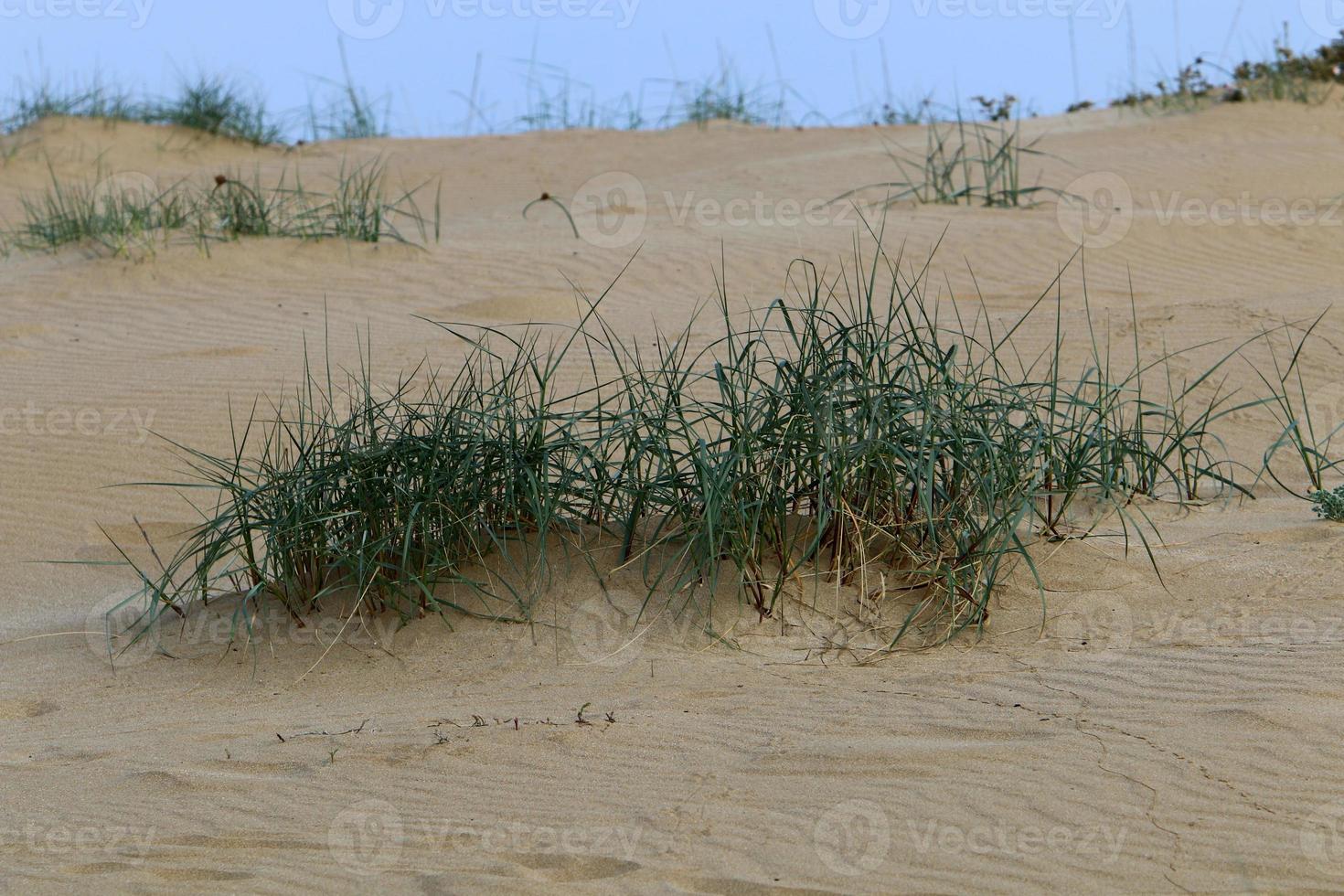 Green plants and flowers grow on the sand in the desert. photo