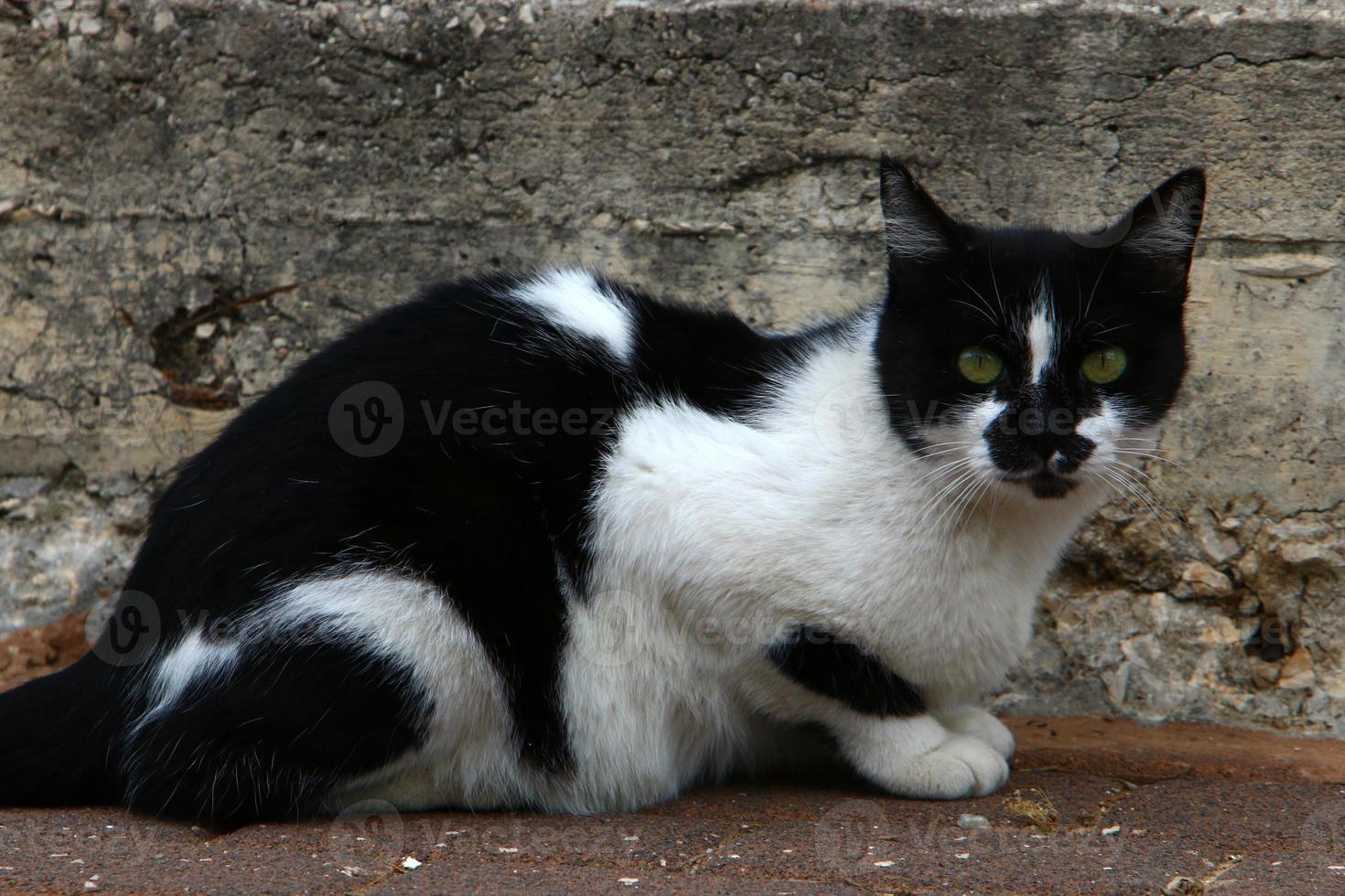 The domestic cat is a mammal of the cat family of the carnivora order. photo