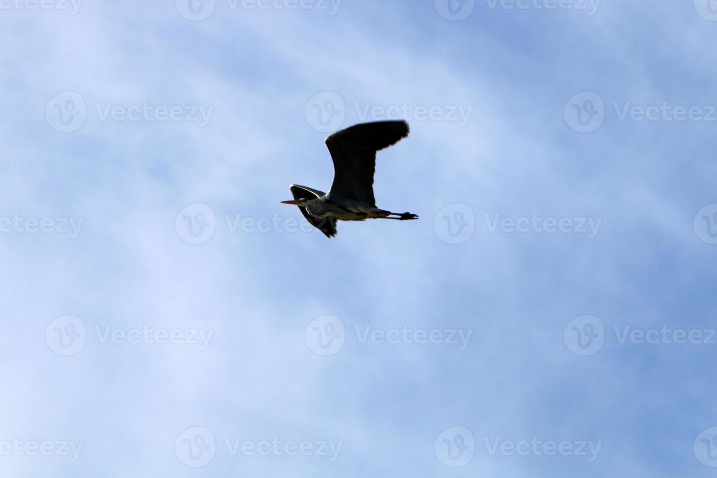 Birds in the sky over the Mediterranean Sea. photo