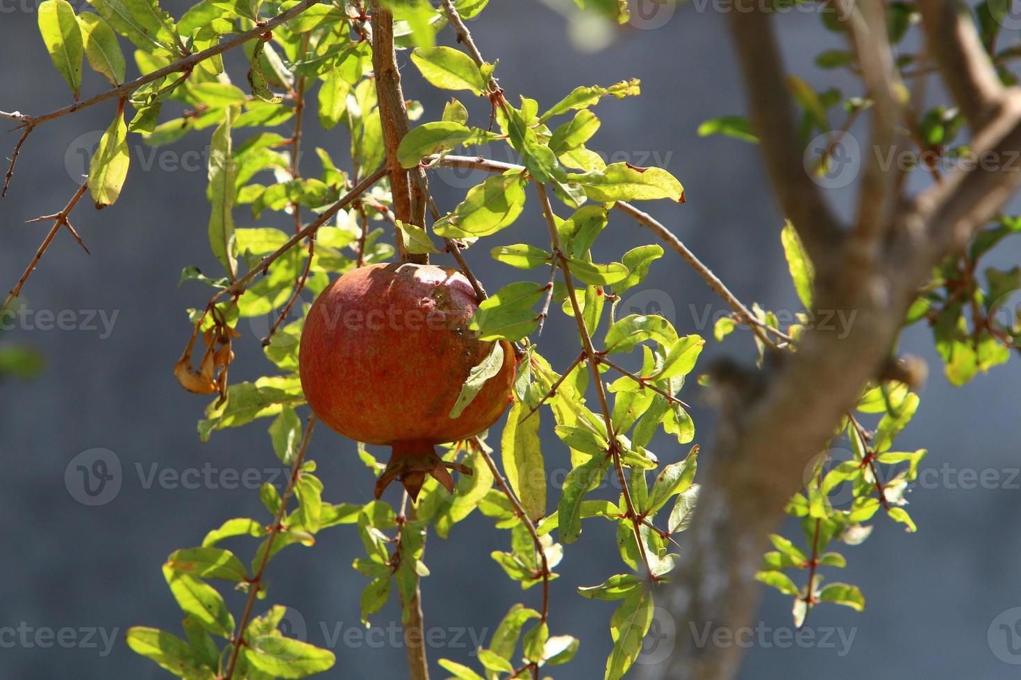 Pomegranates on a tree in a city park. photo