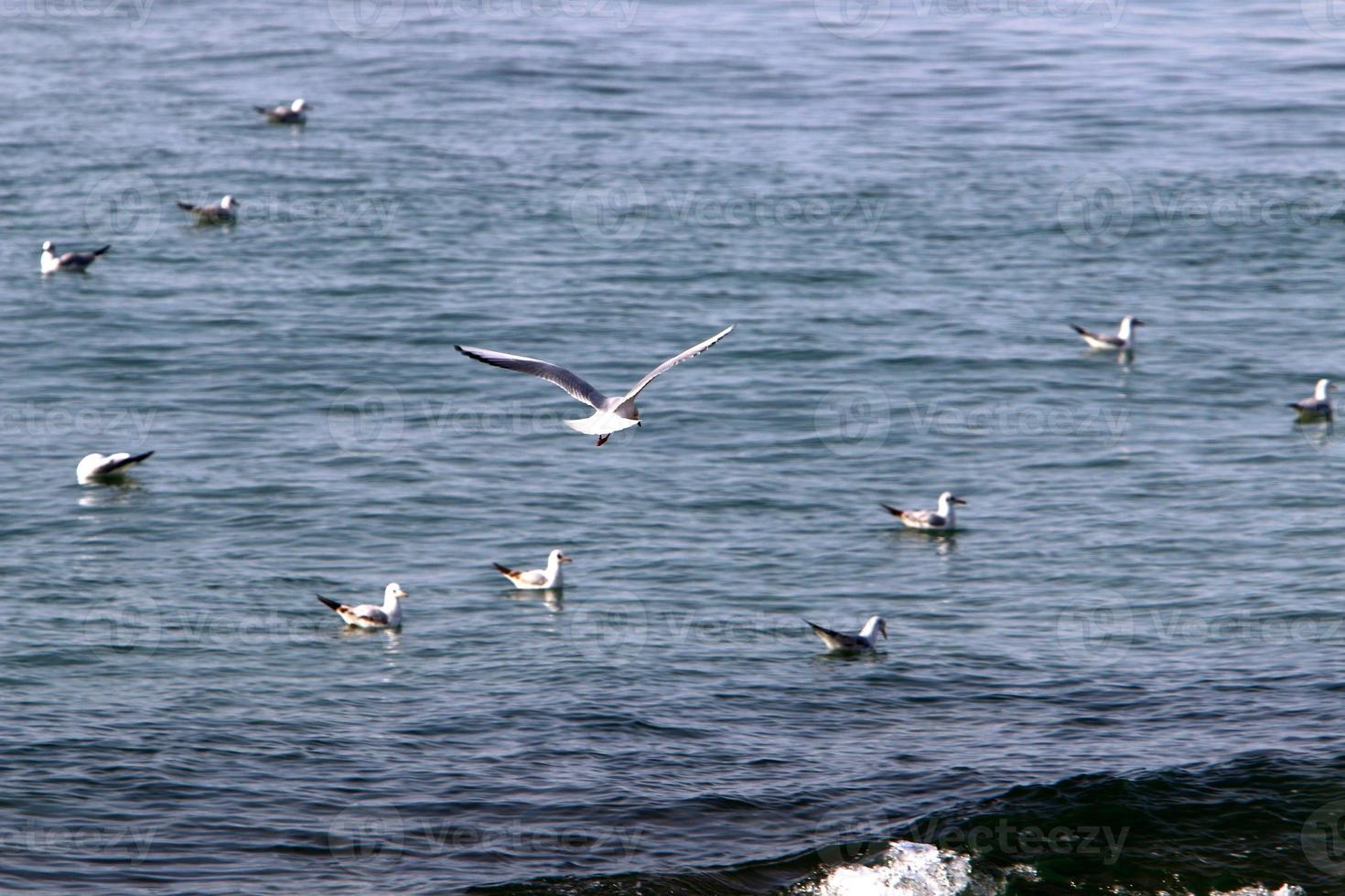 pájaros en el cielo sobre el mar mediterráneo. foto