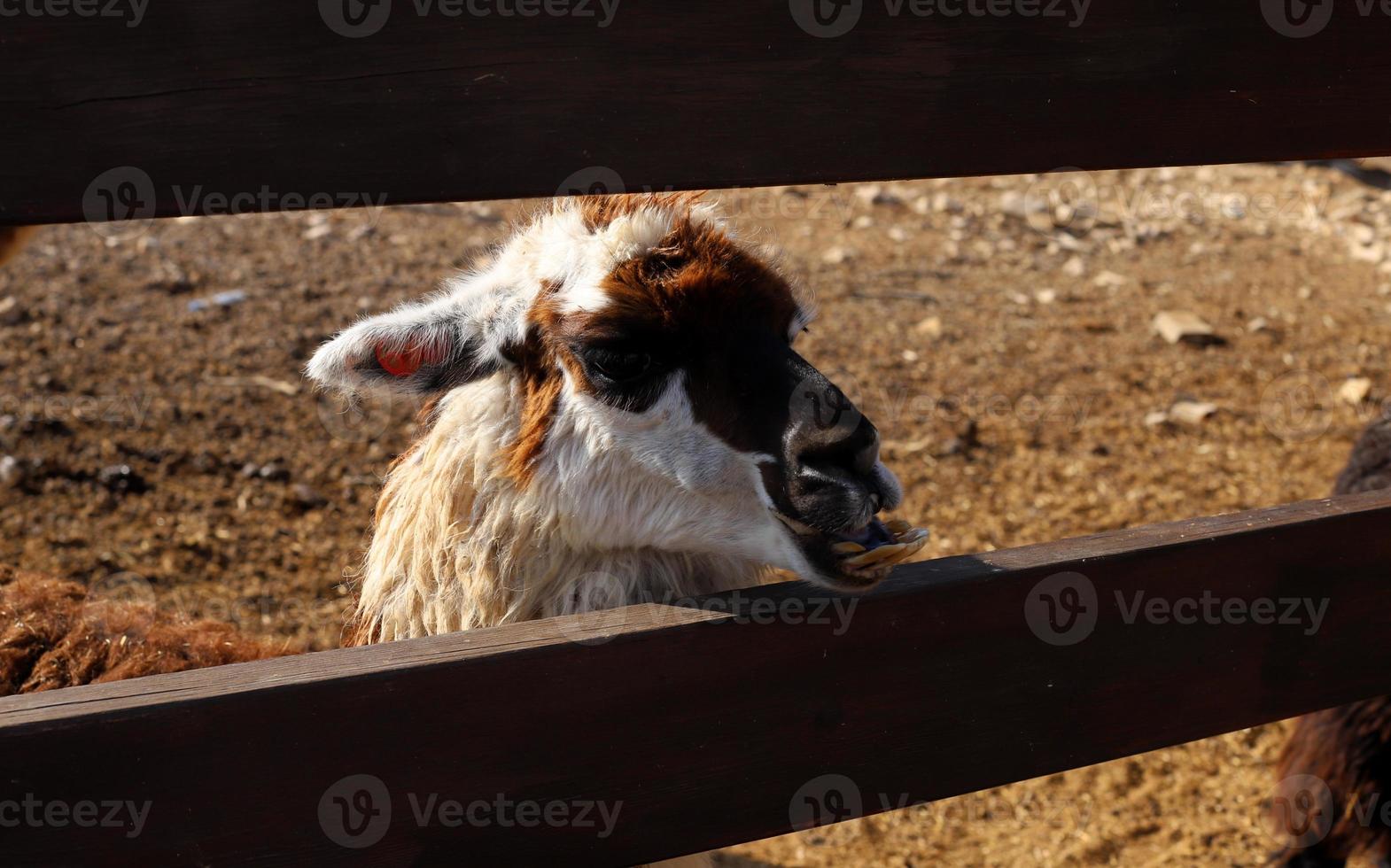 Alpacas on a farm in the Negev desert. photo