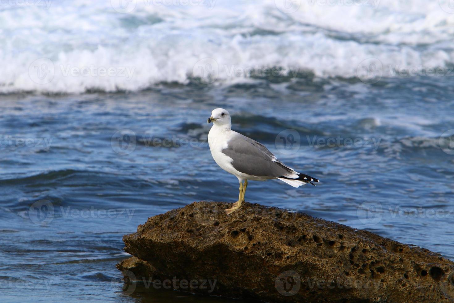 A seagull sits on the shore of the Mediterranean Sea. photo