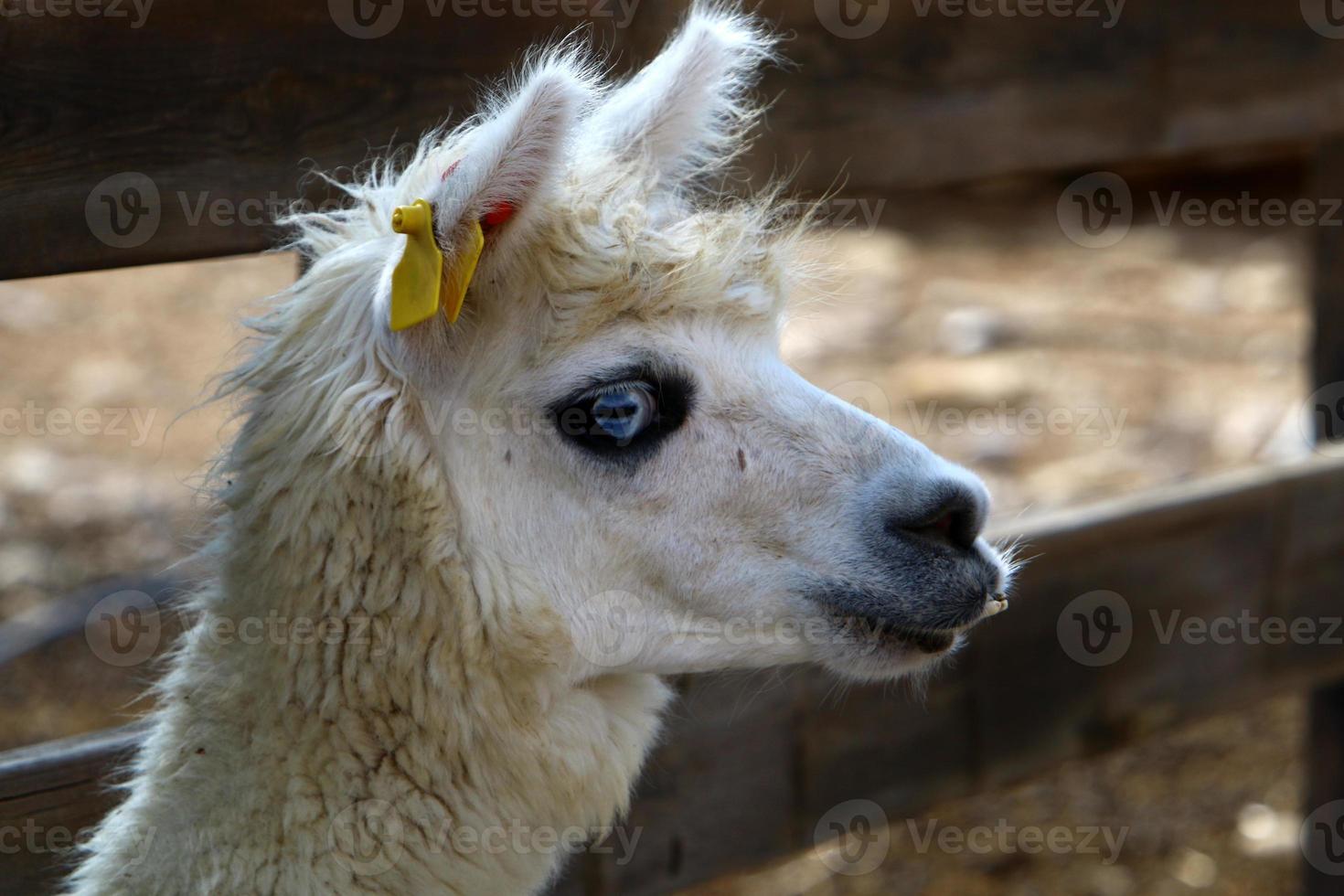 Alpacas on a farm in the Negev desert. photo