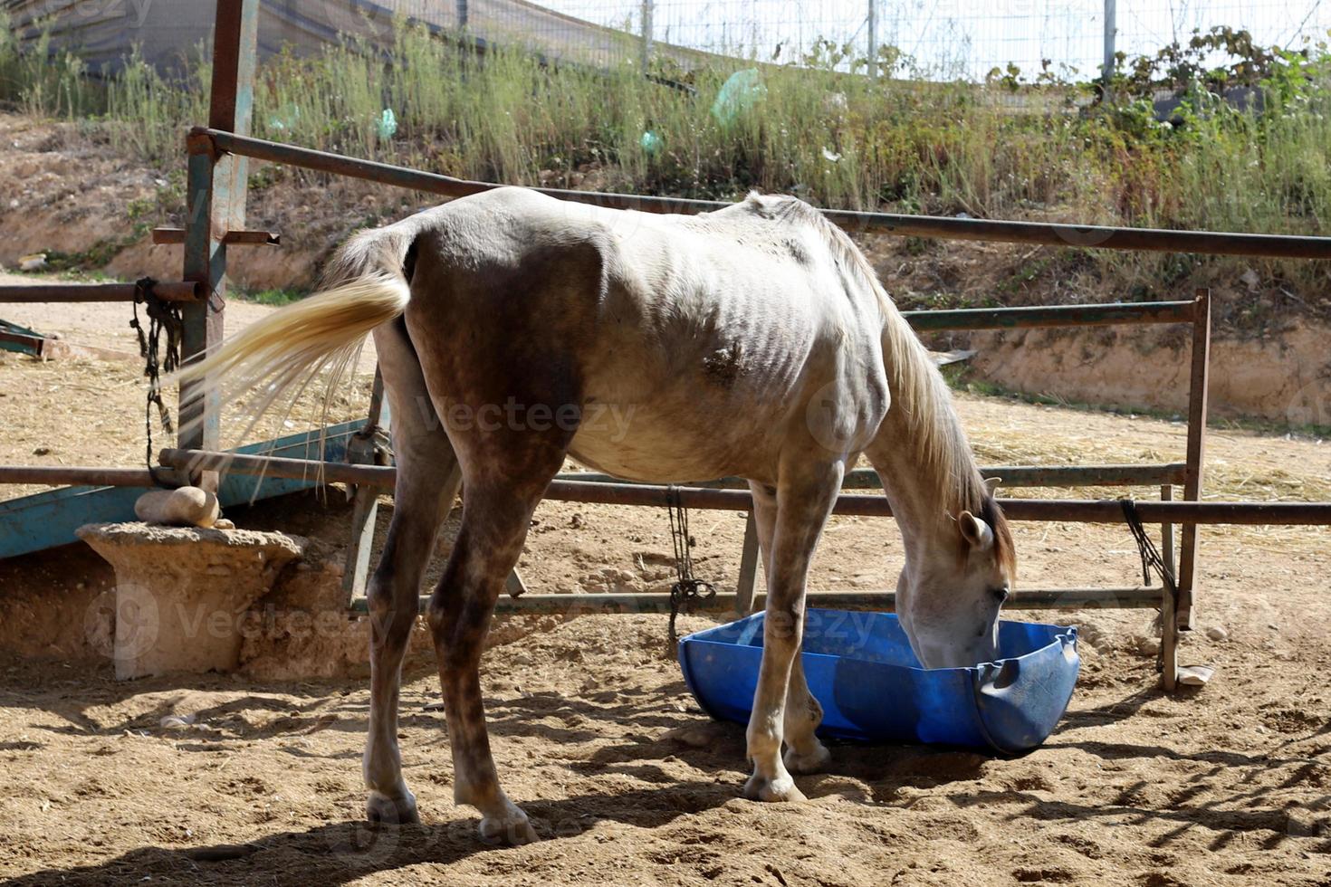 Domestic horses at a stable in Israel. photo