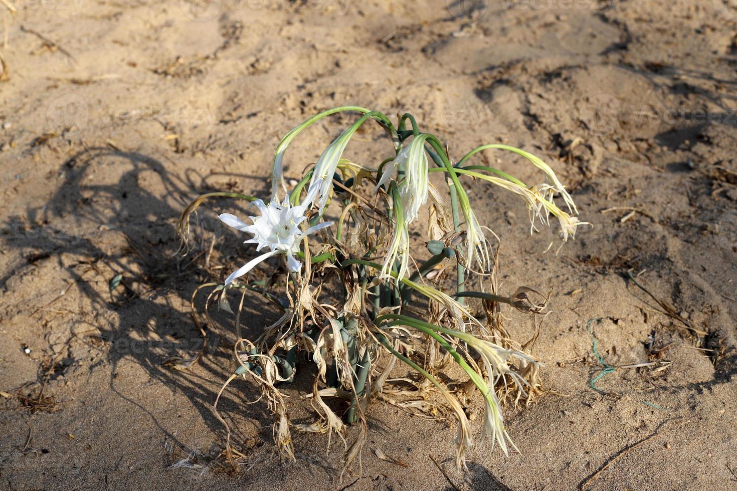 Green plants and flowers grow on the sand in the desert. photo