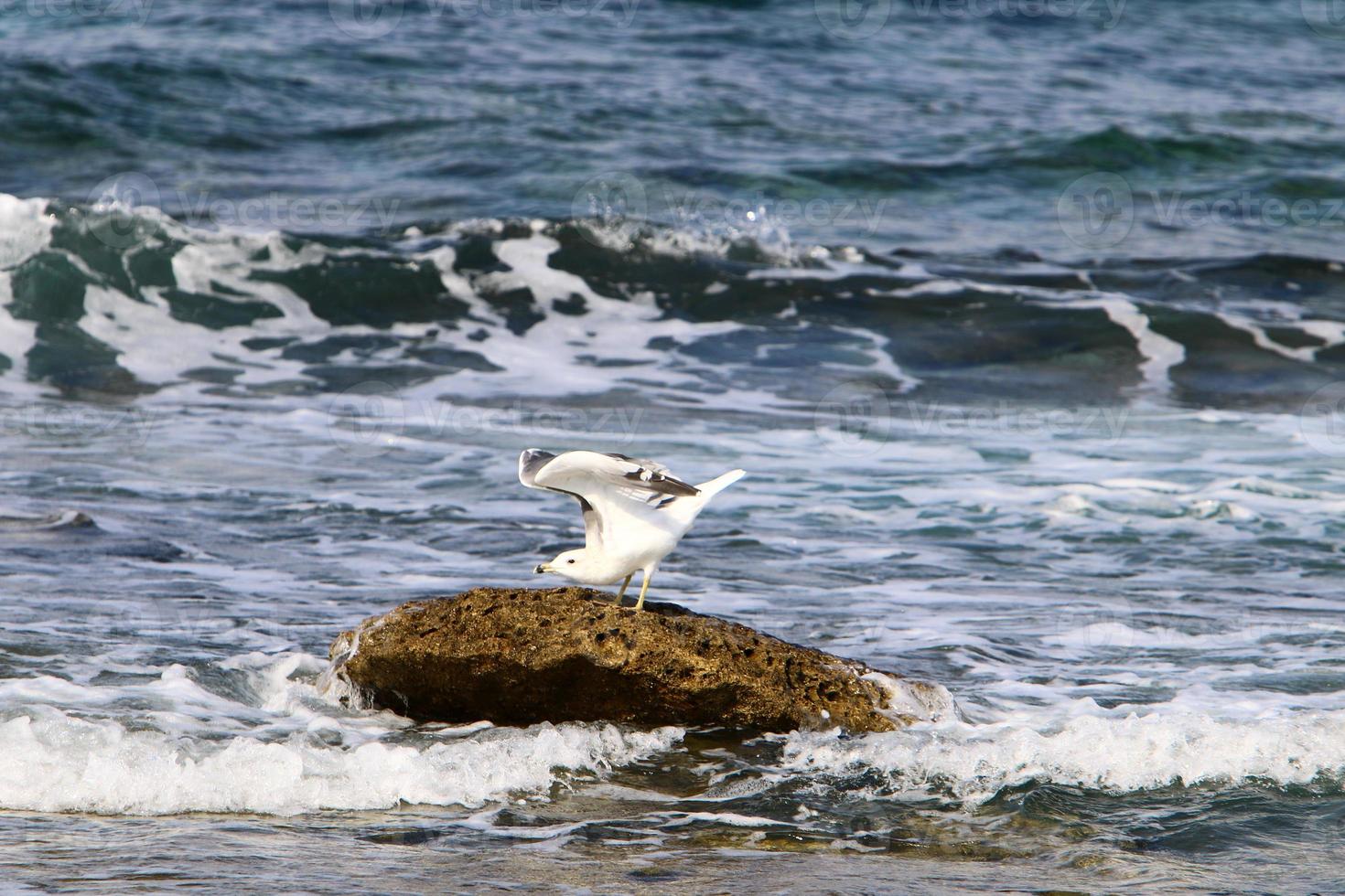 A seagull sits on the shore of the Mediterranean Sea. photo