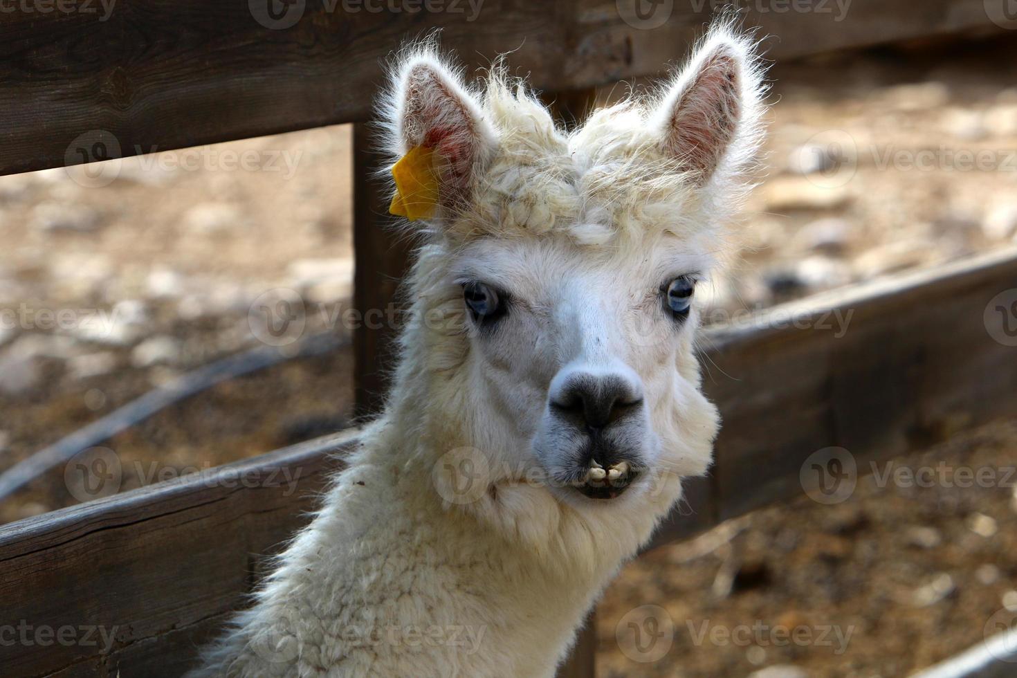 Alpacas on a farm in the Negev desert. photo