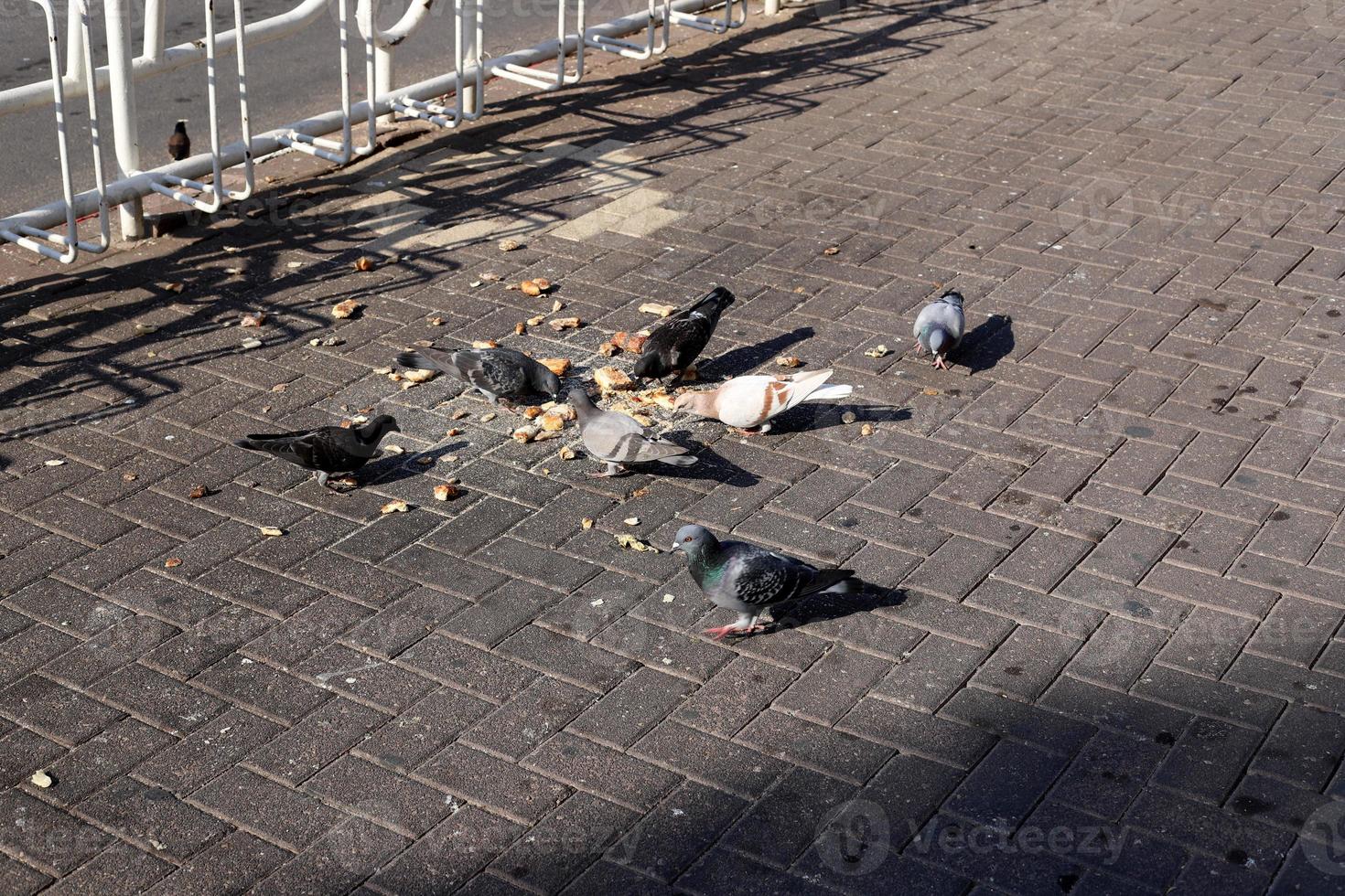 calle peatonal en el parque de la ciudad. foto