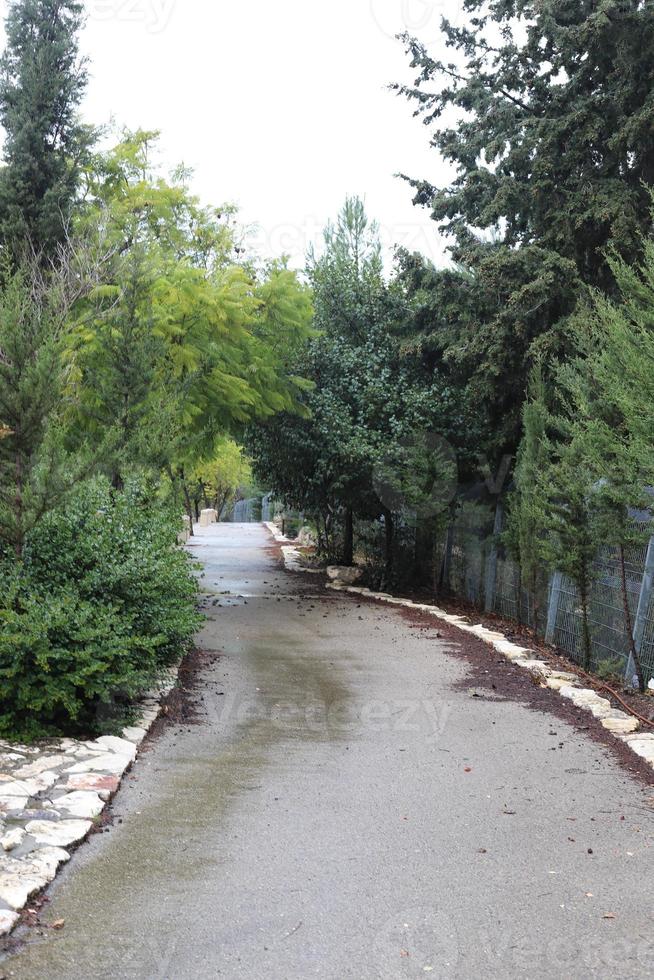 calle peatonal en el parque de la ciudad. foto