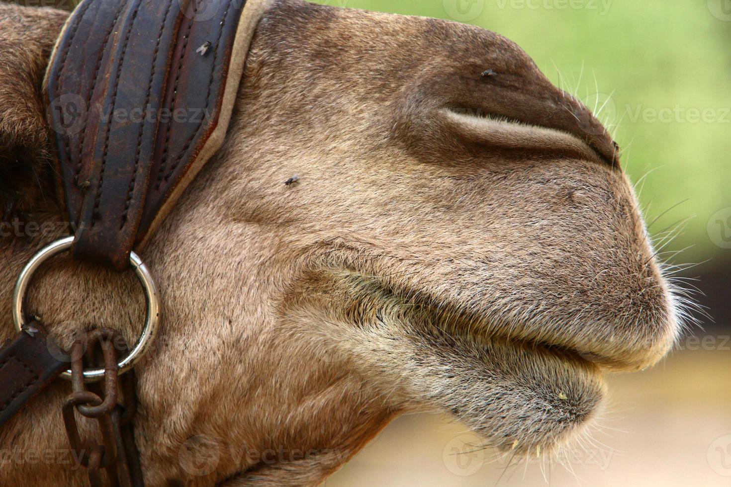A humped camel lives in a zoo in Israel. photo